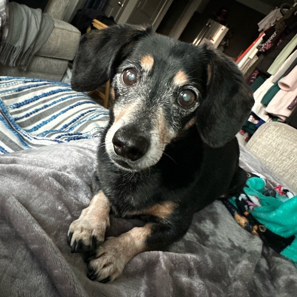 ✨BACKUP LISTING! 🎏LIKE FOR LIVE SHOWS NOTIFICATIONS!✨ - Picture 11 of 13